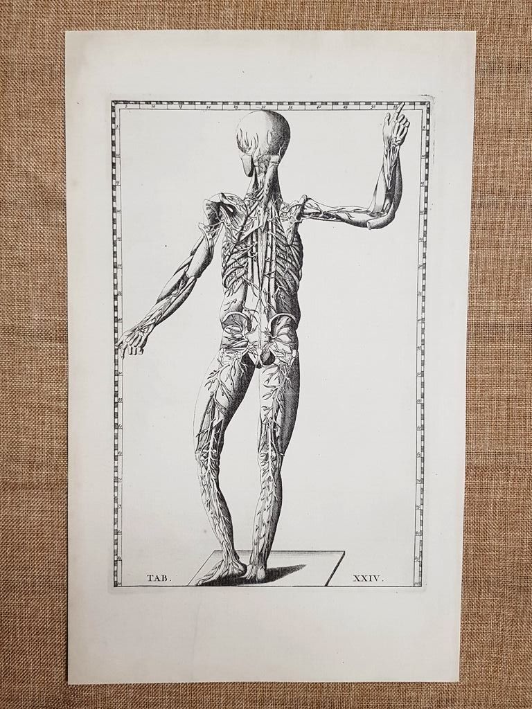 Arterie e vene posteriore Tavola anatomica Litografia B. Eustachio 1722 …