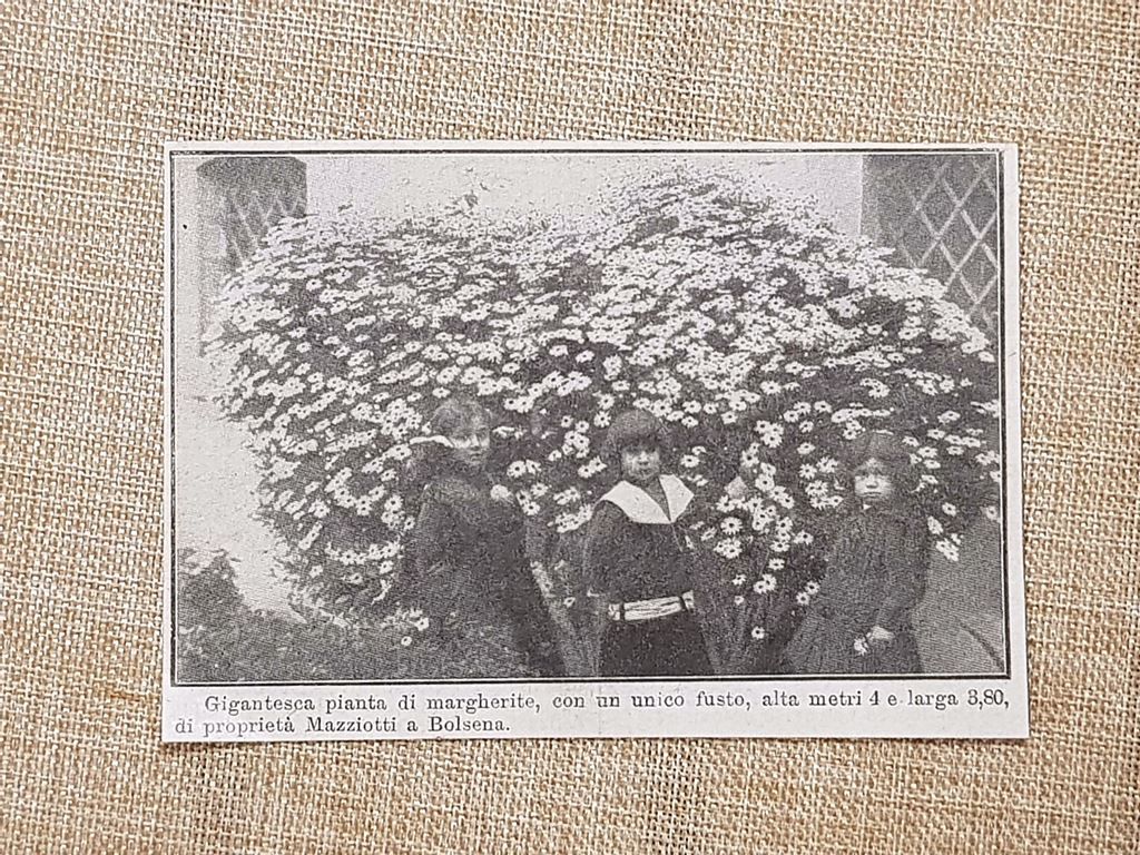 Bologna nel 1914 Gigantesca pianta di margherite proprietà Mazziotti Alta …