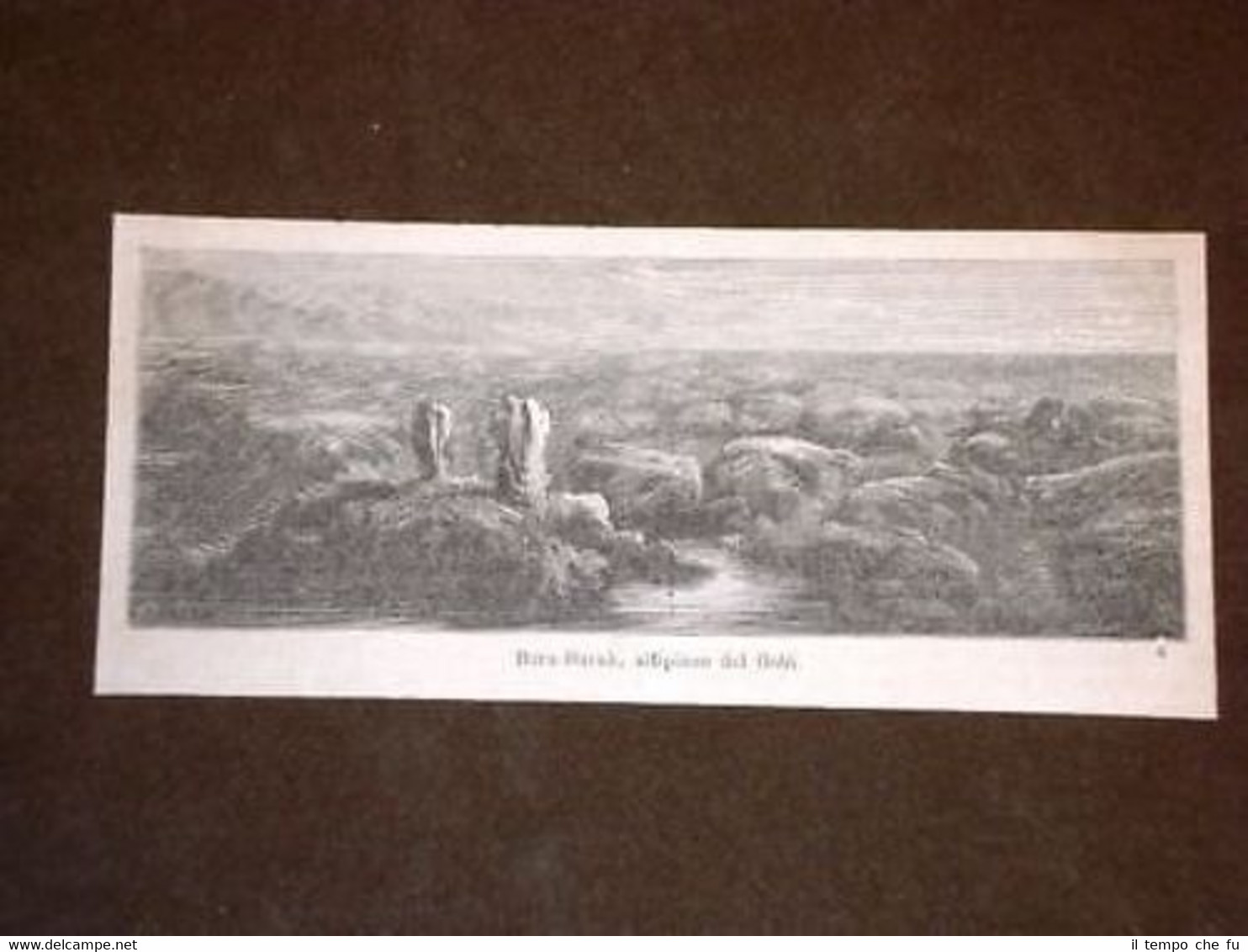 Boro - Burak Altipiano del Gobi Cina