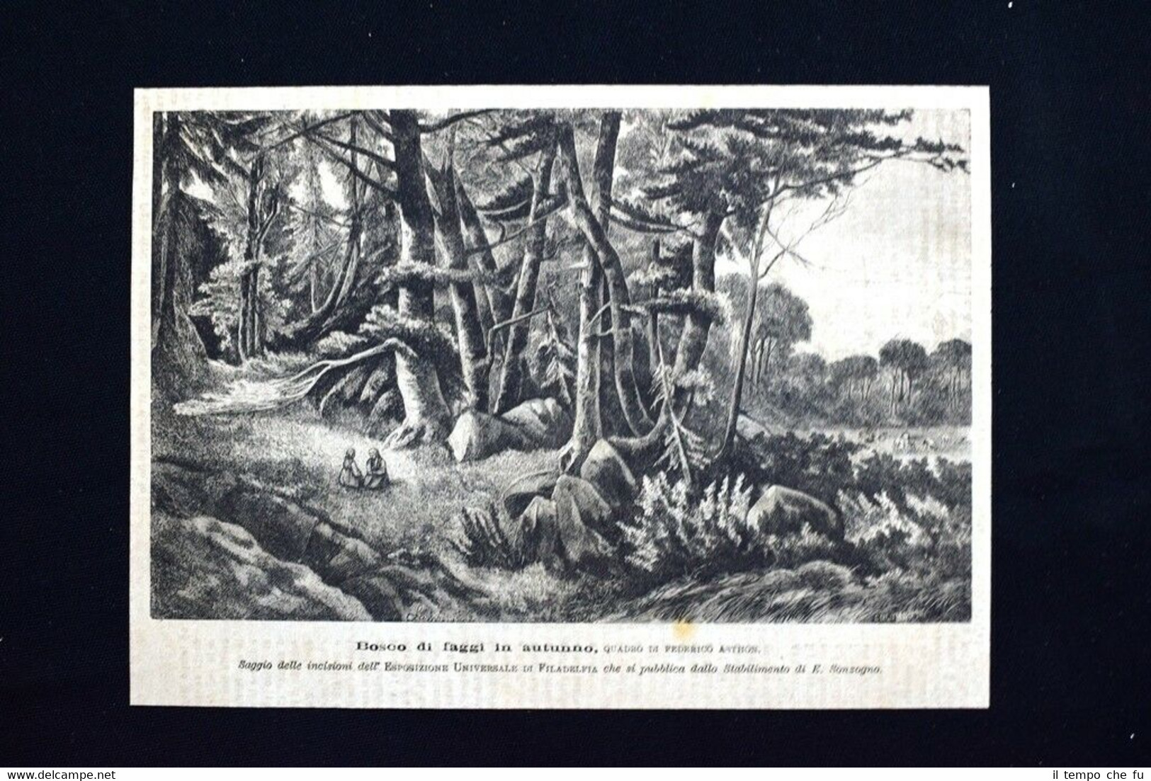 Bosco di faggi in autunno, quadro di Federico Asthon Incisione …