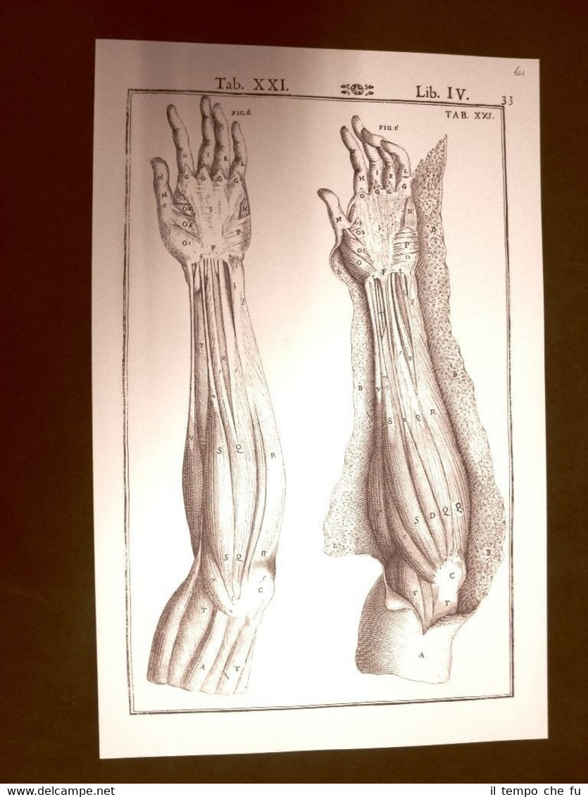 Braccio e mano #1 Tavola anatomica Litografia Giulio C.Casseri 1627 …