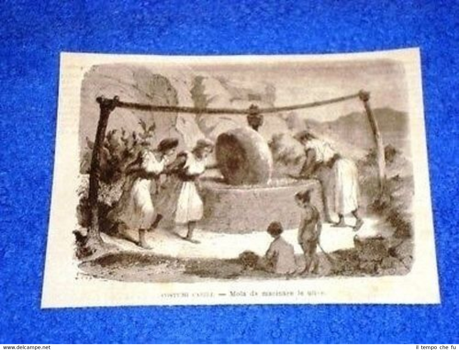 Cabilia Macina per Olive Olio Terra dei Cabilli Algeria