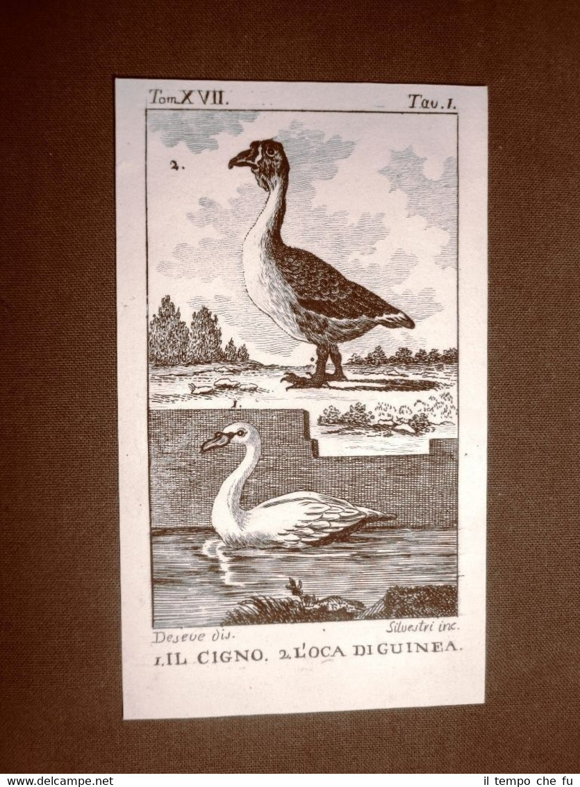 Cigno e Oca di Guinea Incisione su rame del 1813 …