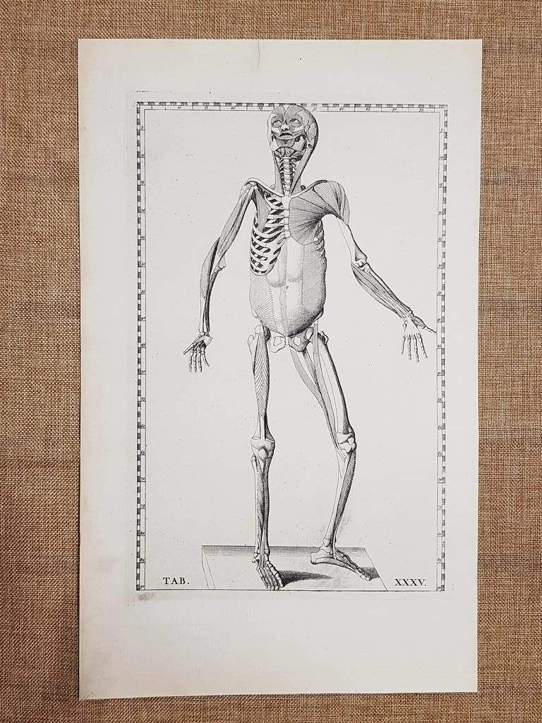 Corpo umano Anteriore Tavola anatomica Litografia Bart. Eustachio 1722 Ristampa