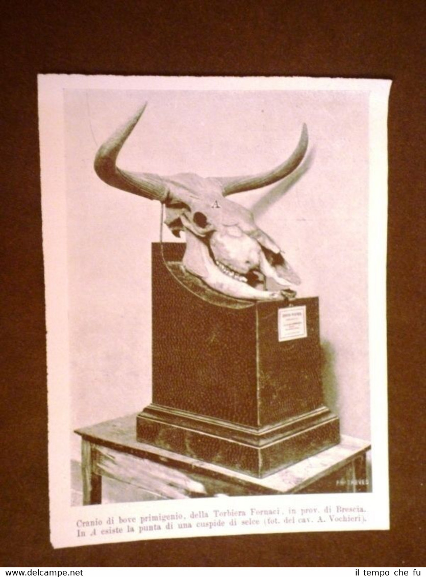 Cranio di bove primigenio Torbiera Fornaci Brescia