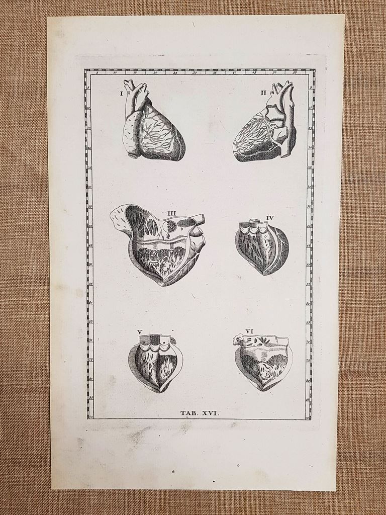 Cuore e suoi vasi Tavola anatomica Litografia Bartolomeo Eustachio 1722 …