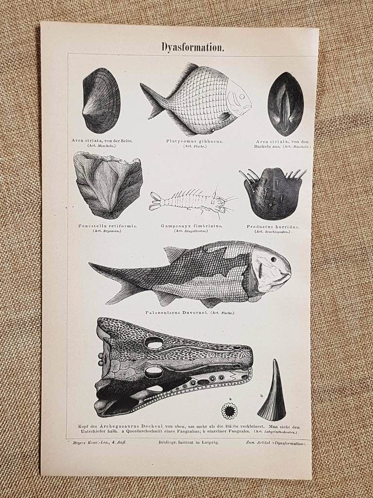 Deformazioni di pesci, crostacei e molluschi Tavola del 1890