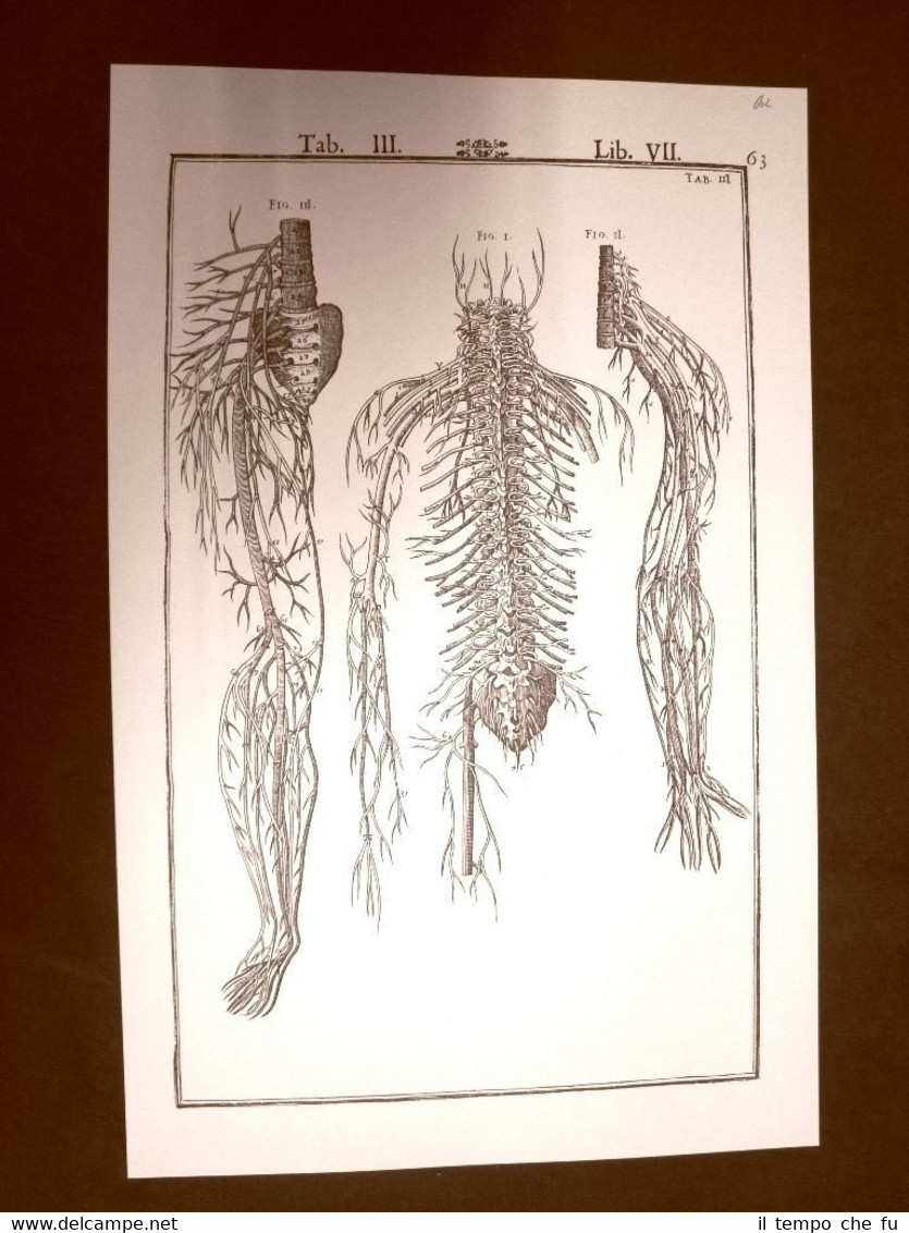 Diramazione dei nervi Tavola anatomica Litografia Giulio C.Casseri 1627 Ristampa