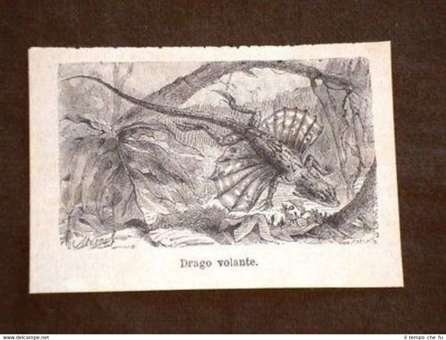 Drago Volante Animale Animali