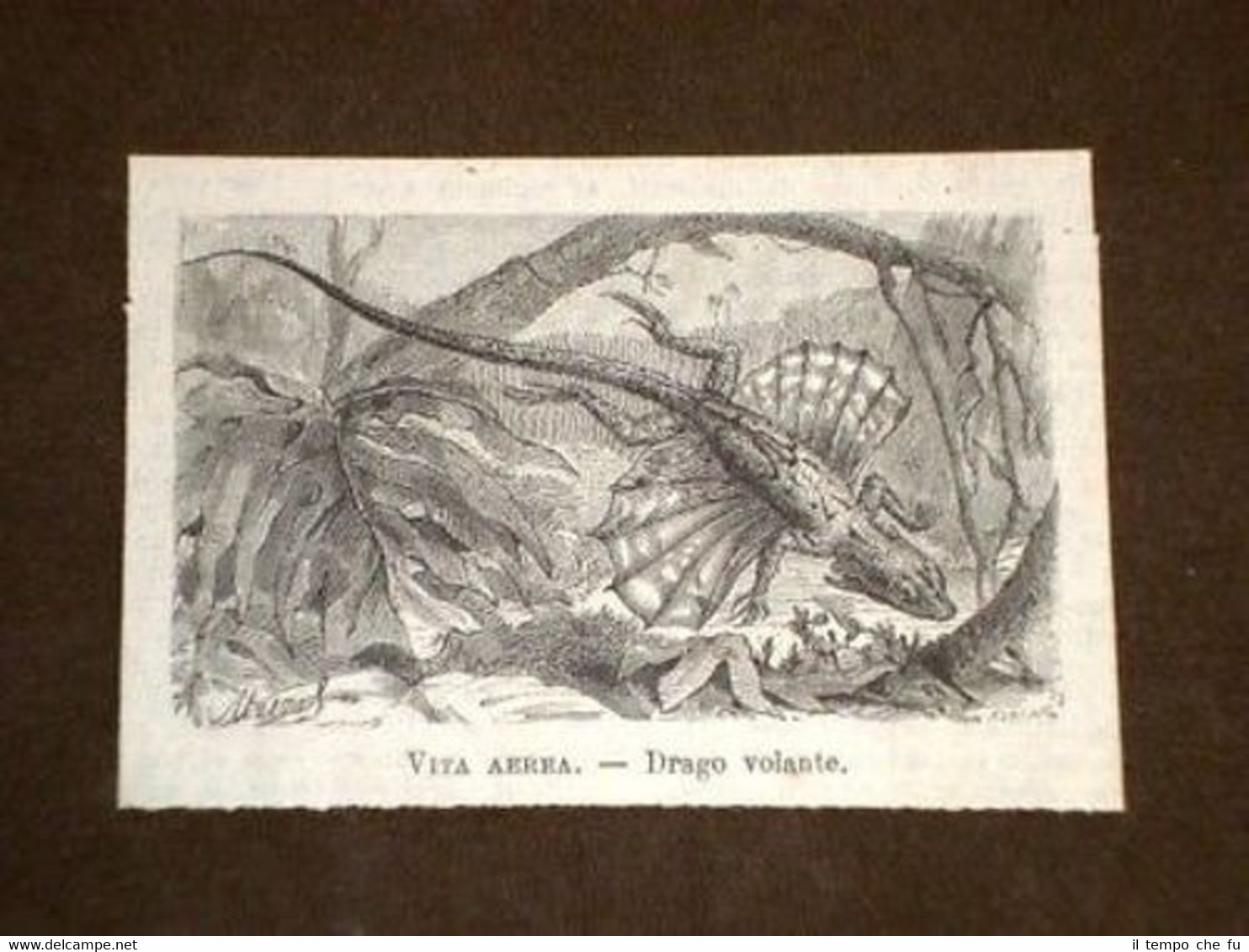 Drago volante Animali