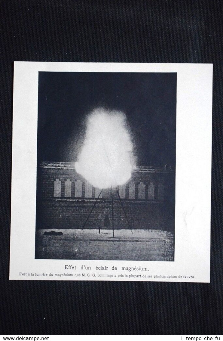 Effetto di un lampo di magnesio: C. C. Schillings Stampa …