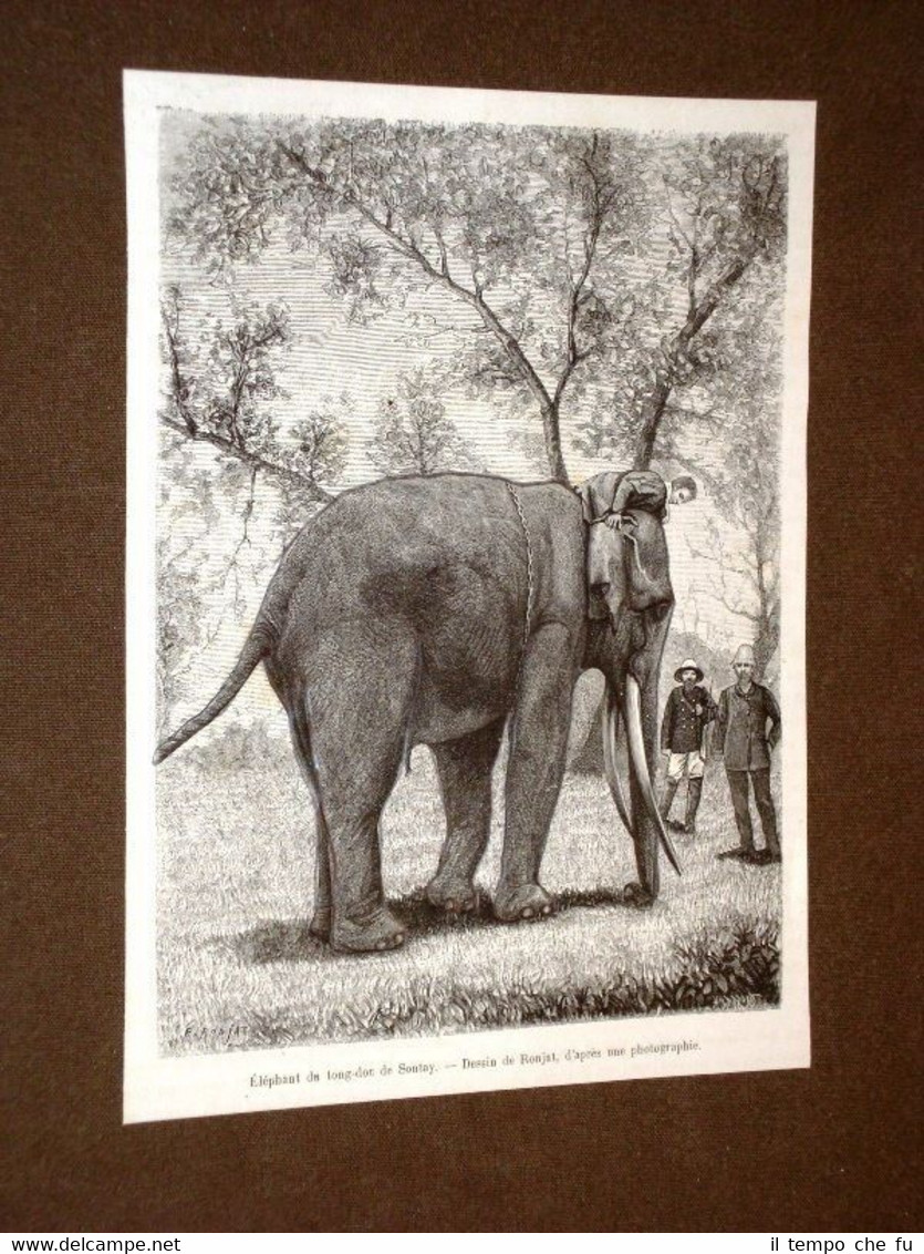 Eléphant du tong-doc de Sontay en 1889