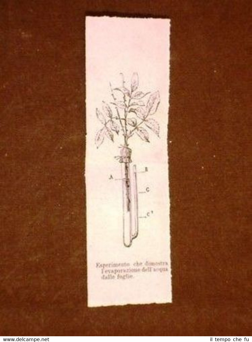 Esperimento Evaporazione acqua dalle foglie