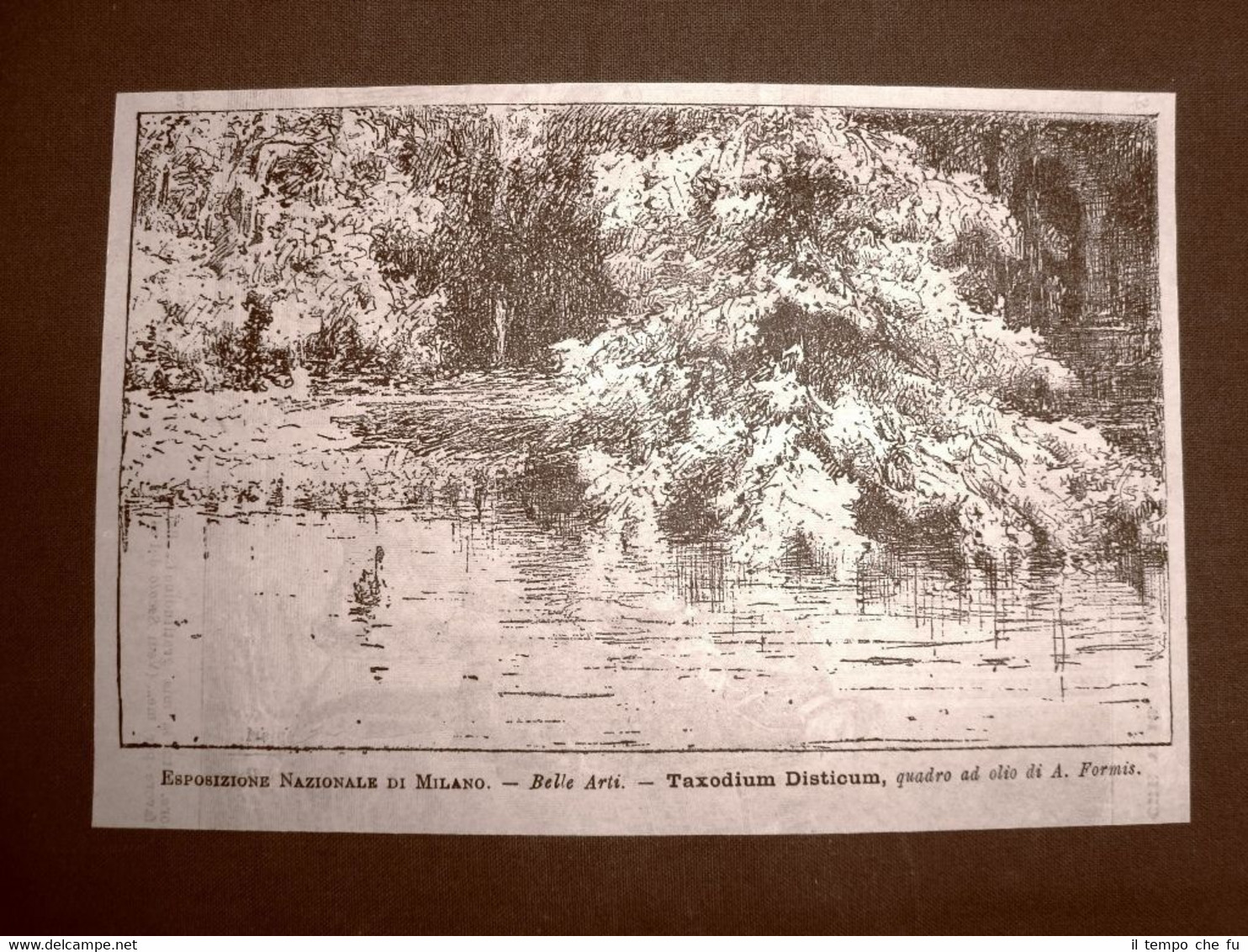 Esposizione Nazionale di Milano nel 1881 Taxodium disticum Quadro di …