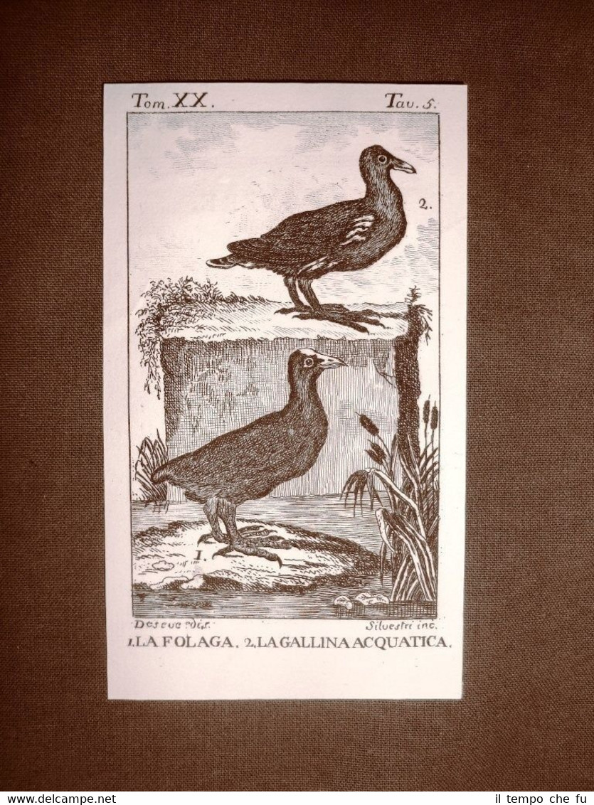 Folaga e Gallina acquatica Incisione su rame del 1813 Buffon …