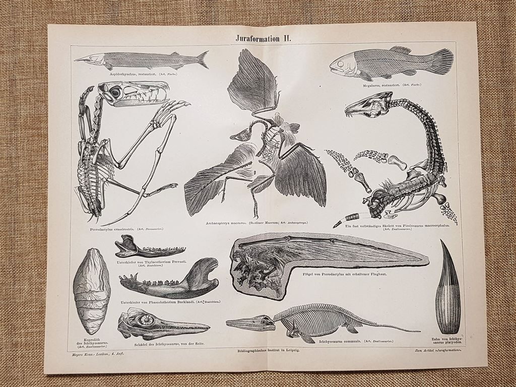 Formazioni dell'era giurassica o periodo giurassico (2) Geologia Tavola del …