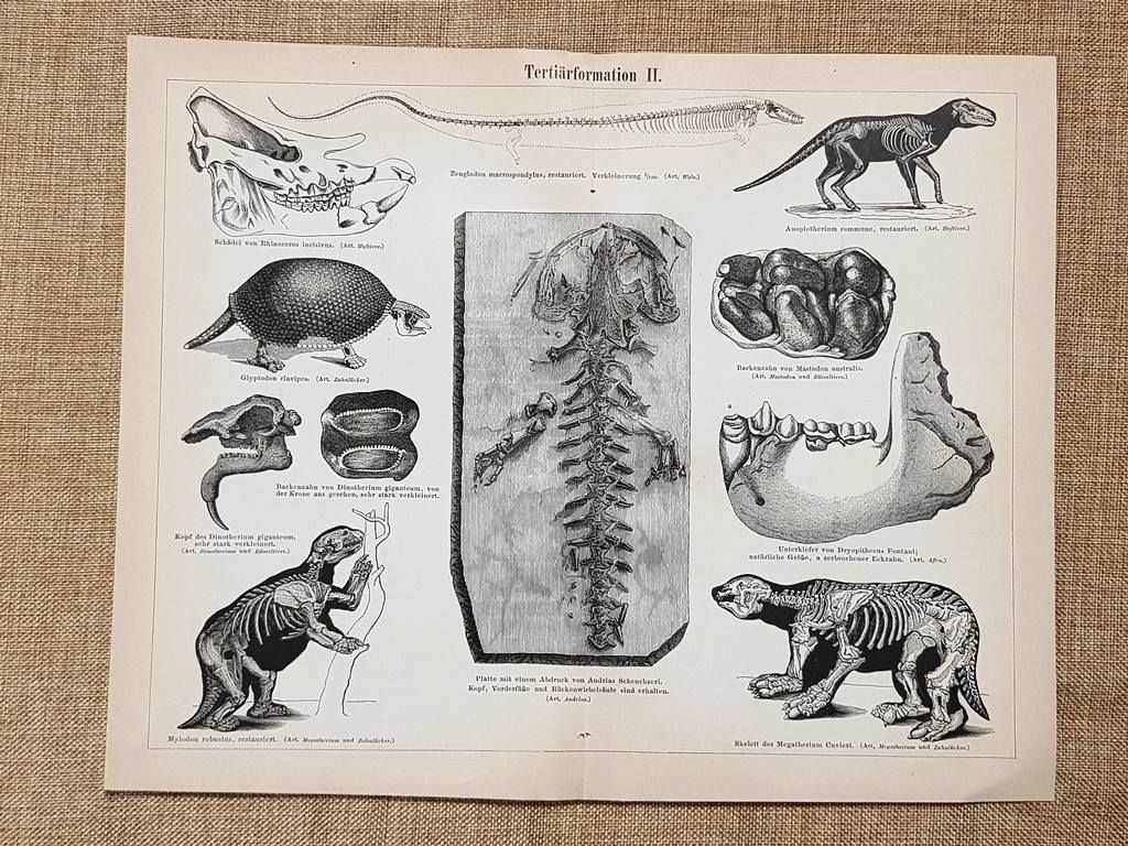 Formazioni dell'era triassica o periodo triassico (2) Geologia Tavola del …