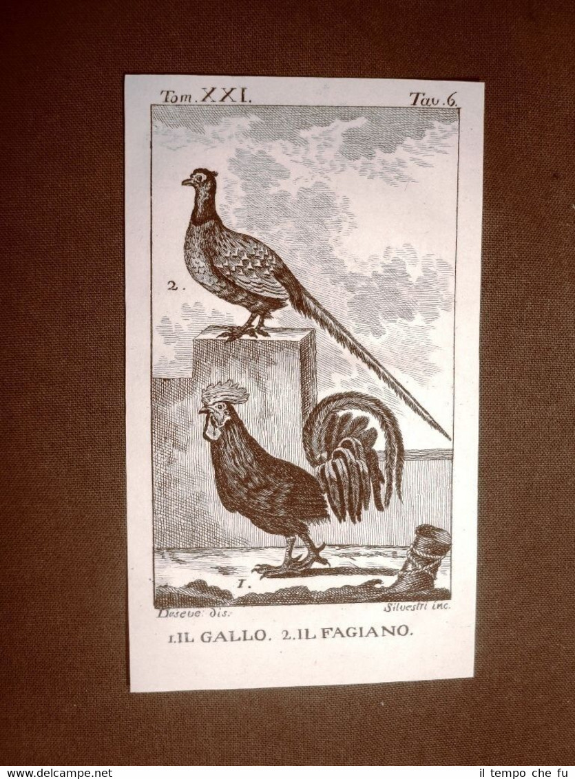 Gallo e Fagiano Incisione su rame del 1813 Buffon Uccello …