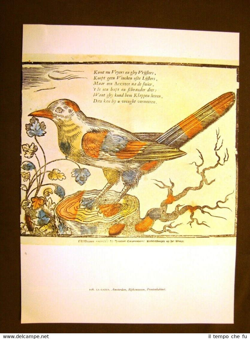 Gazza Amsterdam + Disputa per calzoni Van Stolk Stampa popolare …