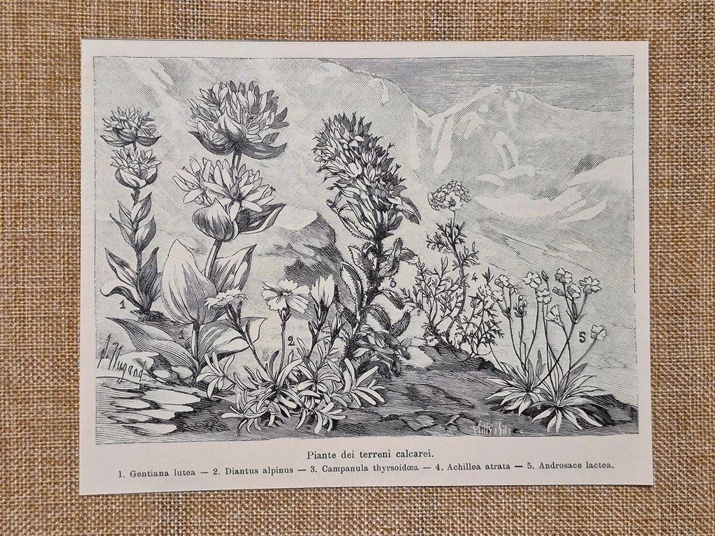 Gentiana lutea Dianthus alpinus Campanula Achillea Androsace Stampa del 1901