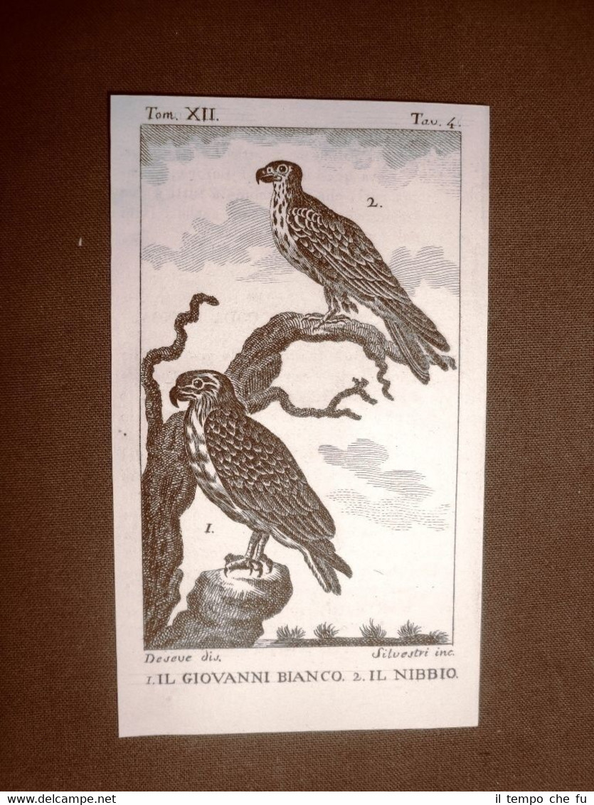 Giovanni bianco e Nibbio Incisione su rame del 1813 Buffon …
