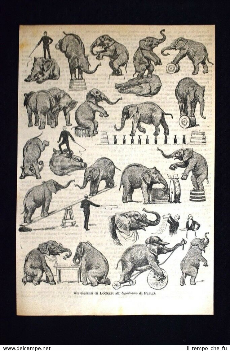 Gli elefanti di Lockart all'Ippodromo di Parigi Incisione del 1885