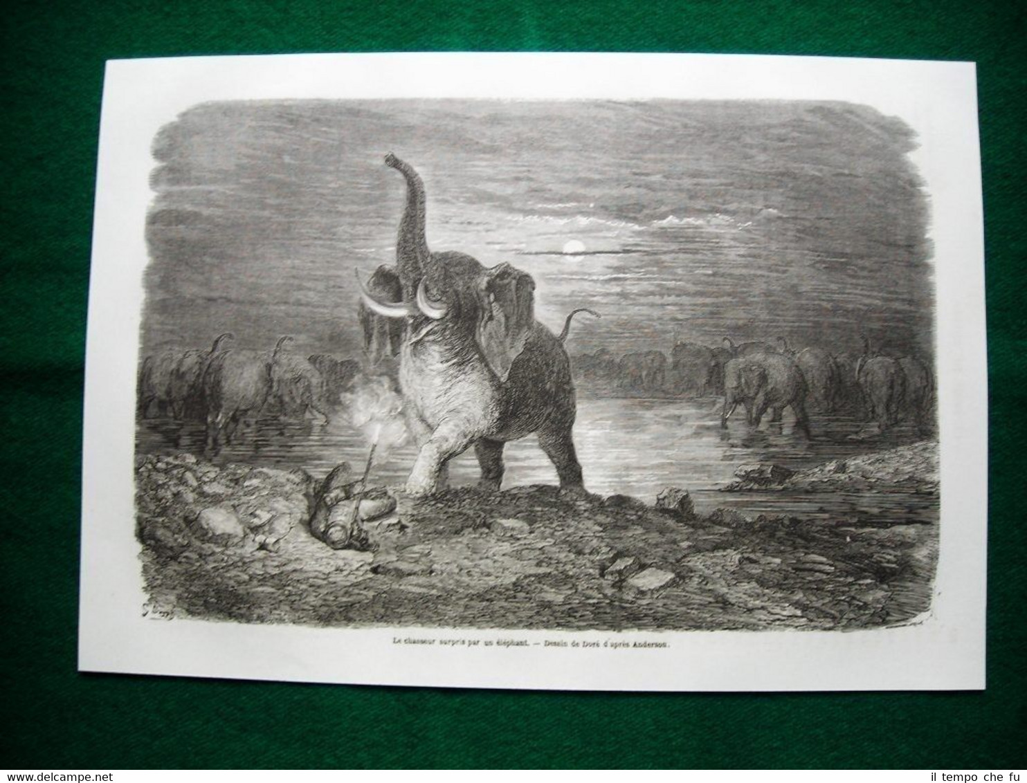 Gravure année 1860 le chasseur surpris par un éléphant