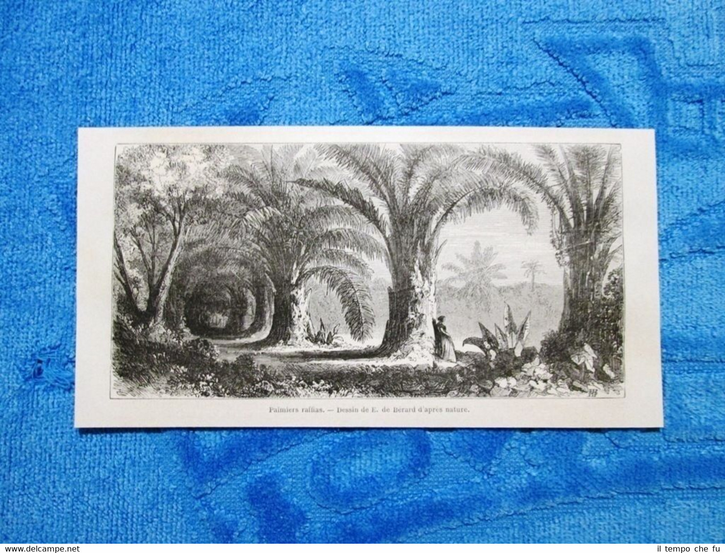 Gravure Année 1861 - Palmiers raffias - Rafia di palma