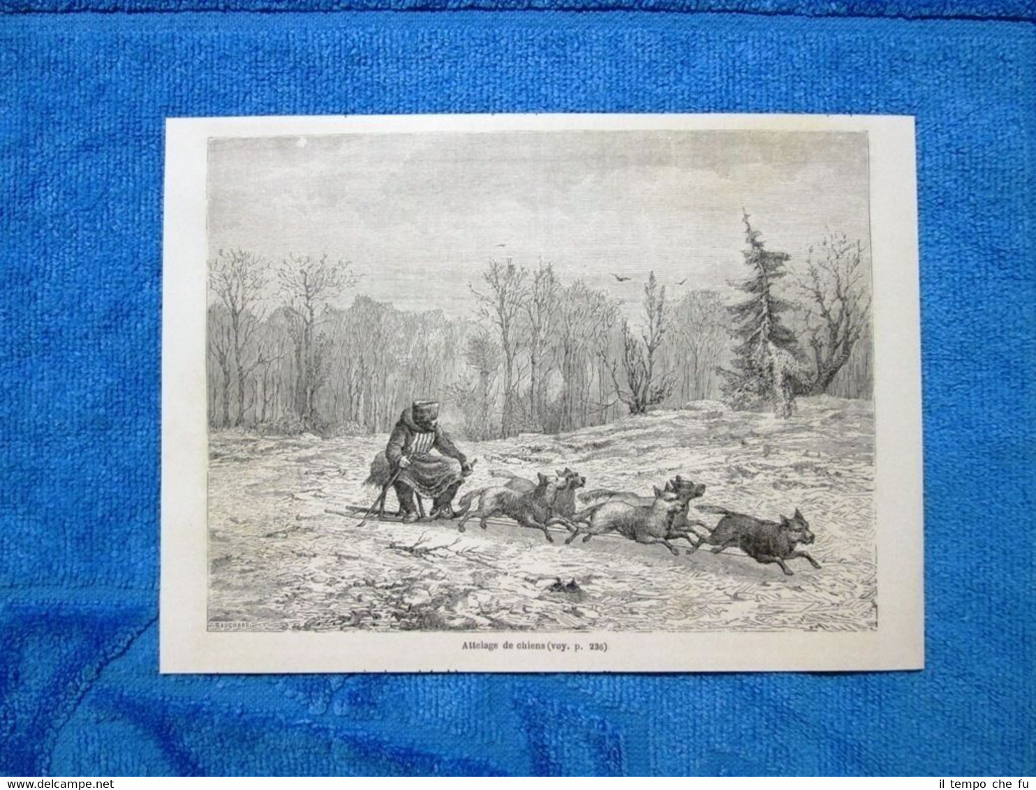 Gravure Année 1862 - Attelage de chiens - Cani da …