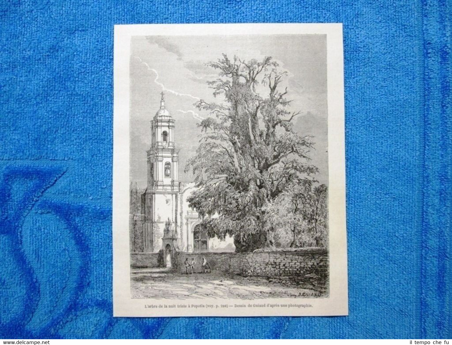 Gravure Année 1862 - L'arbre de la nuit triste à …