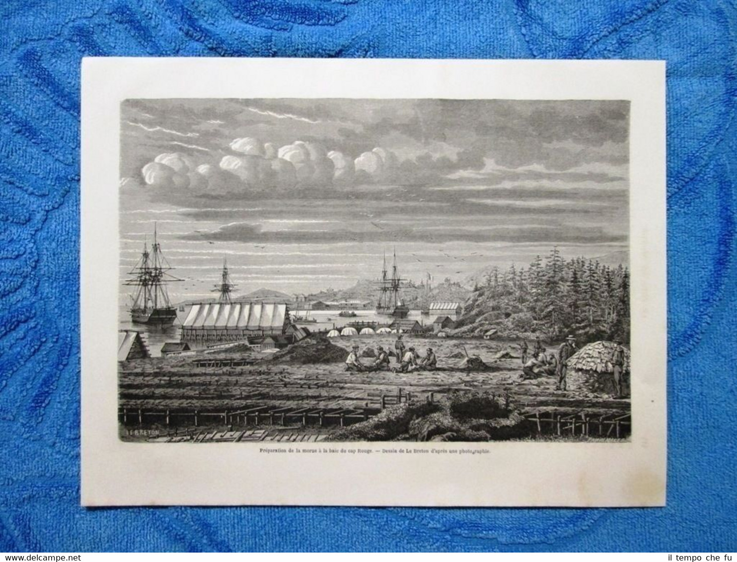 Gravure Année 1863 - Preparation de la morue,cap Rouge - …