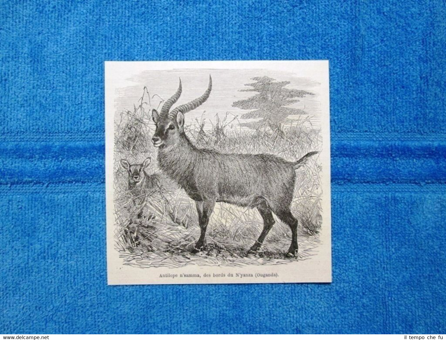 Gravure Année 1864 - Antilope n'samma (Ouganda - Uganda)