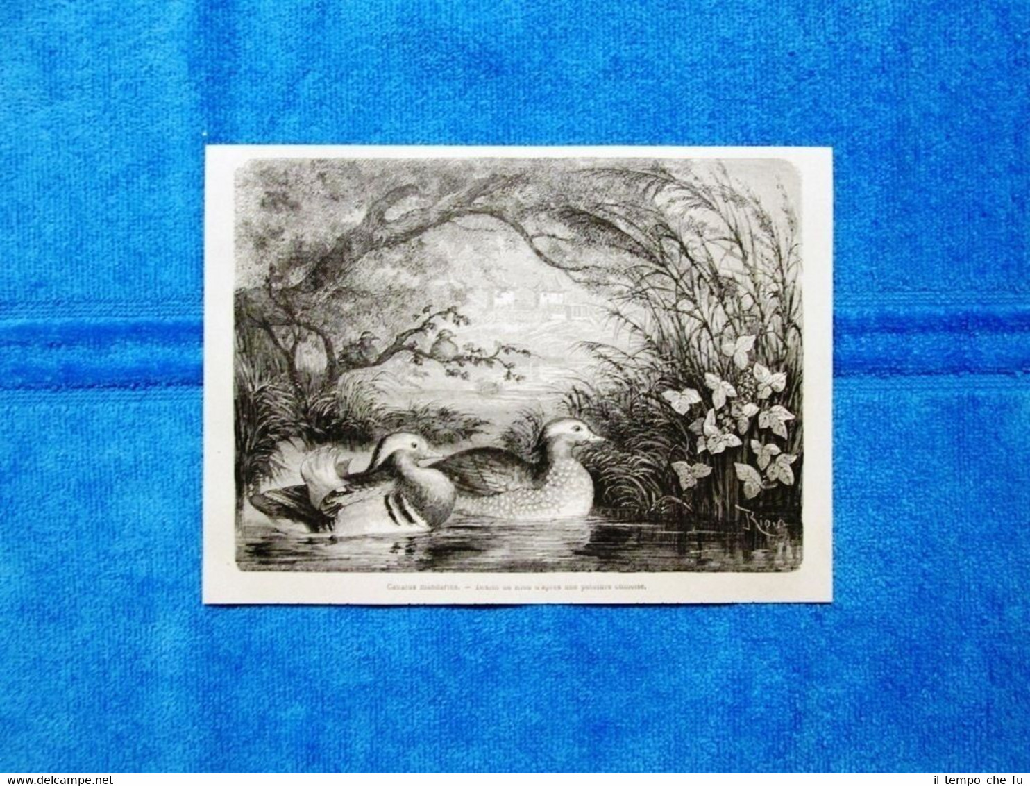 Gravure Année 1864 - Canards mandarins - Anatre mandarine