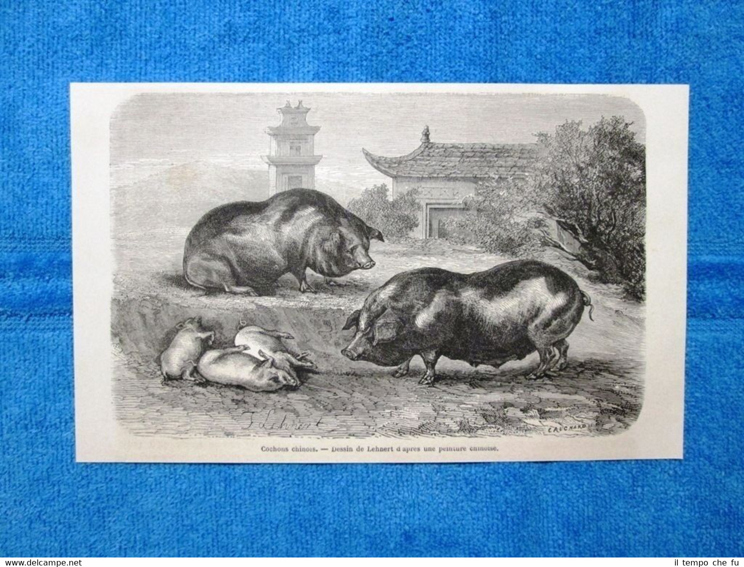Gravure Année 1864 - Cochons chinois - Suini cinesi