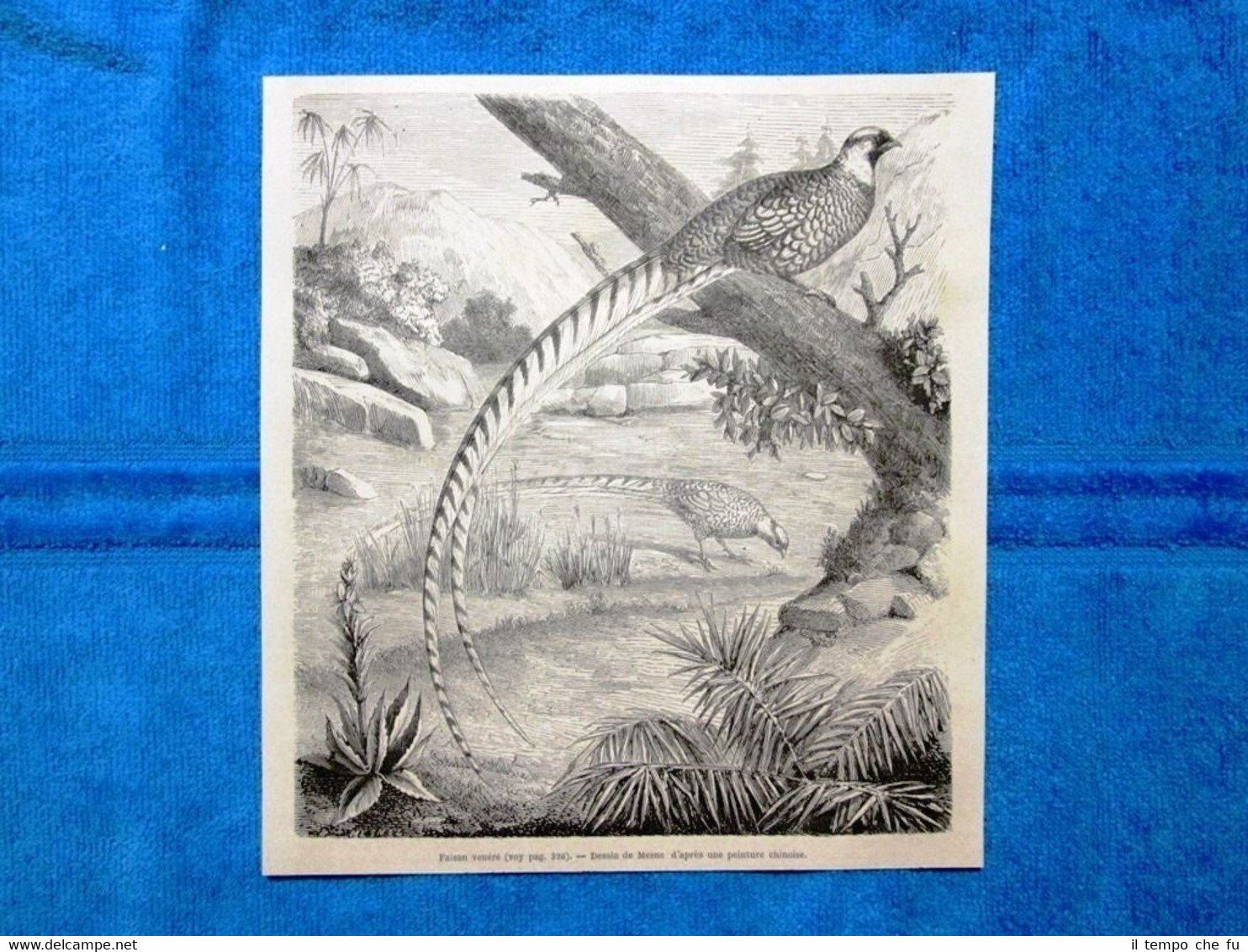 Gravure Année 1864 - Faisan venéré - Fagiano sacro