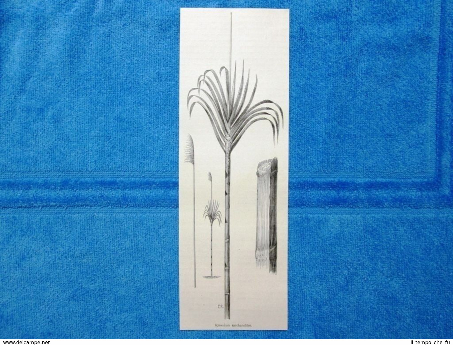 Gravure Année 1864 - Gynerium saccharoides