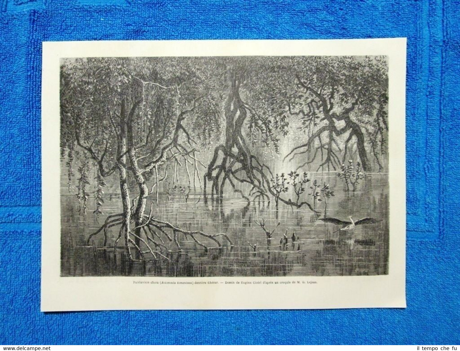 Gravure Année 1865 - Palétuviers chora derrière Ghérar(Erythrée) Mangrovie chora