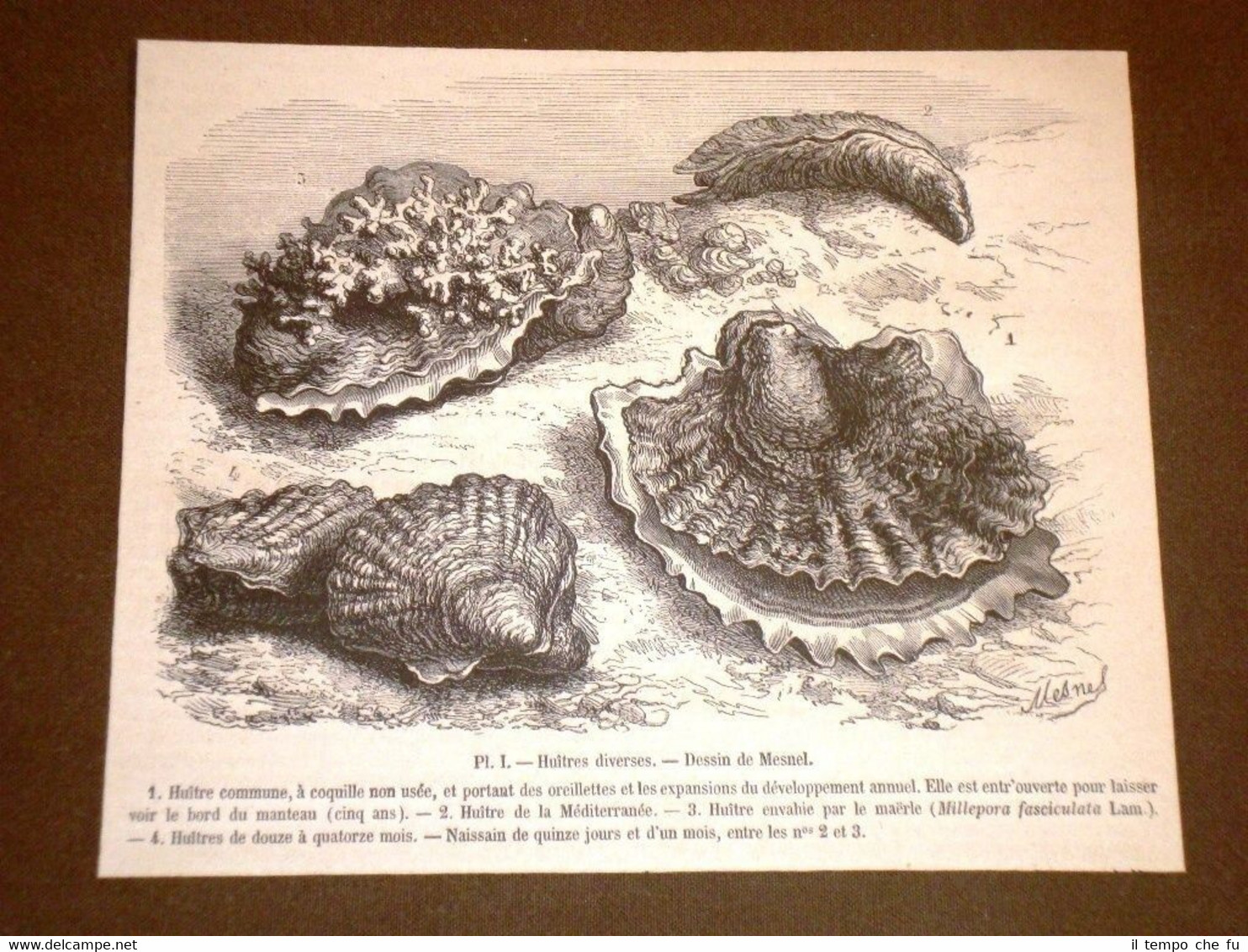 Gravure année 1872 Huìtres diverses #2