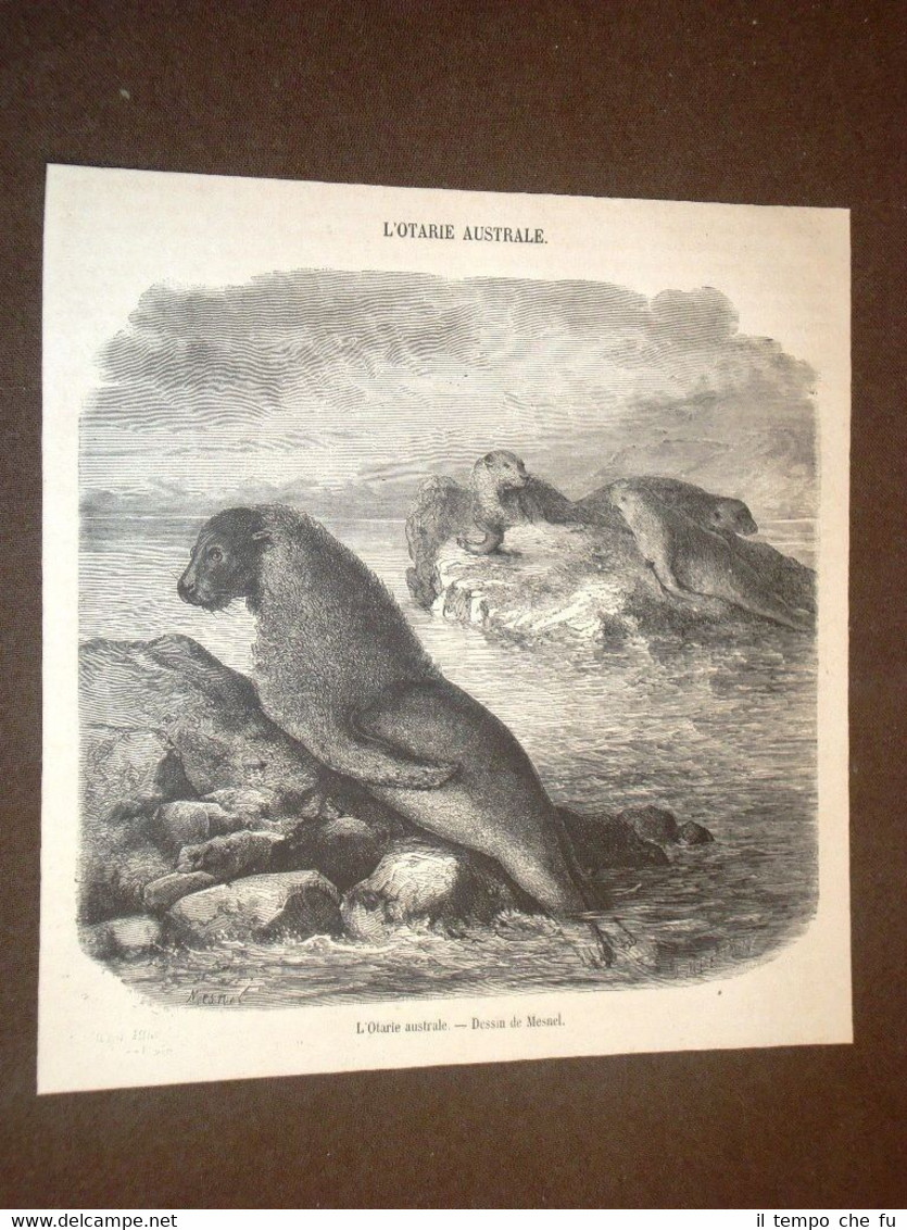 Gravure année 1872 L'Otarie Australe