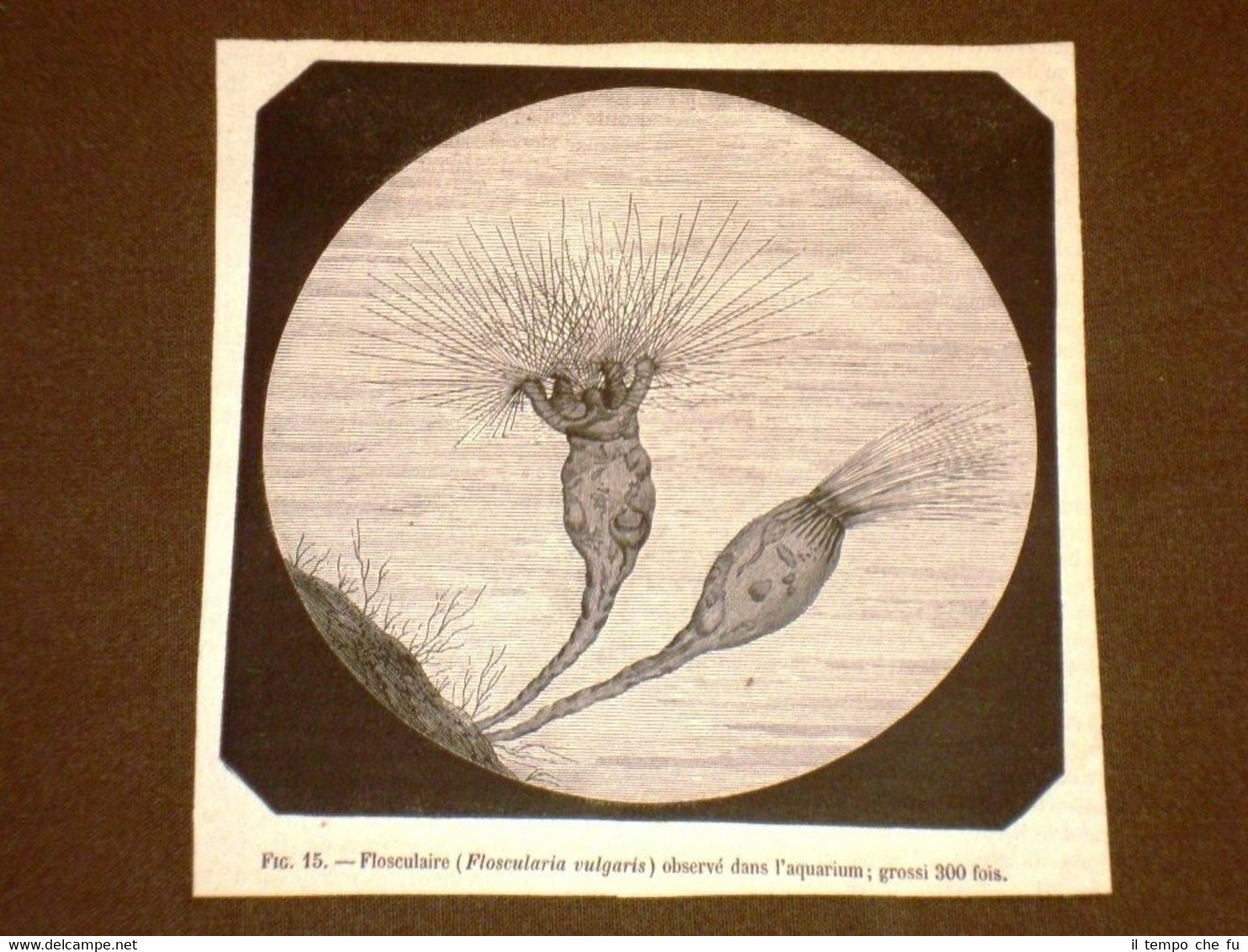 Gravure année 1873 Foscularia vulgaris