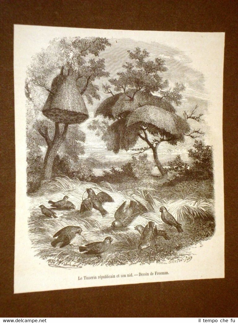 Gravure année 1873 Le Tisserin républicain et son nid