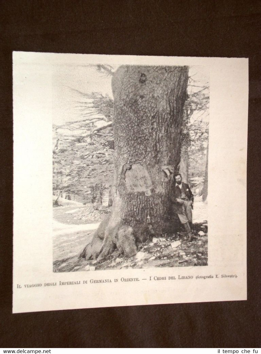 I cedri del Libano nel 1898 Da foto di E. …