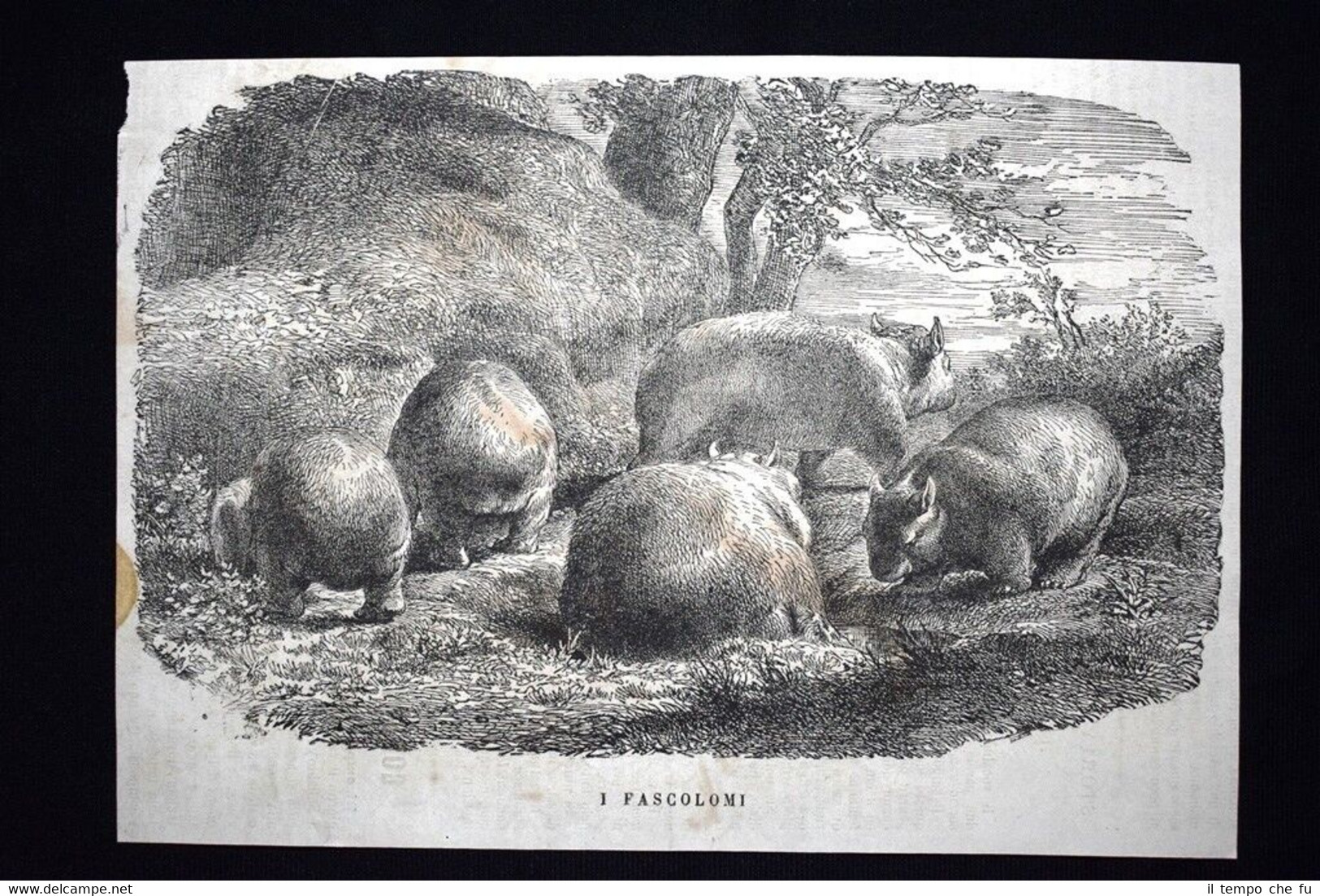 I Fascolomi Incisione del 1867