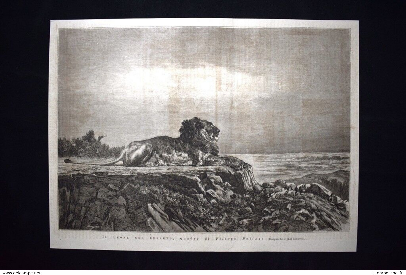 Il Leone nel deserto, quadro di Filippo Palizzi Incisione del …