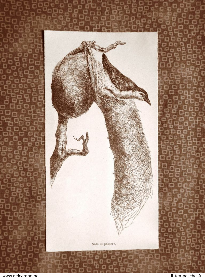 Il nido di un passero Ornitologia Stampa del 1894