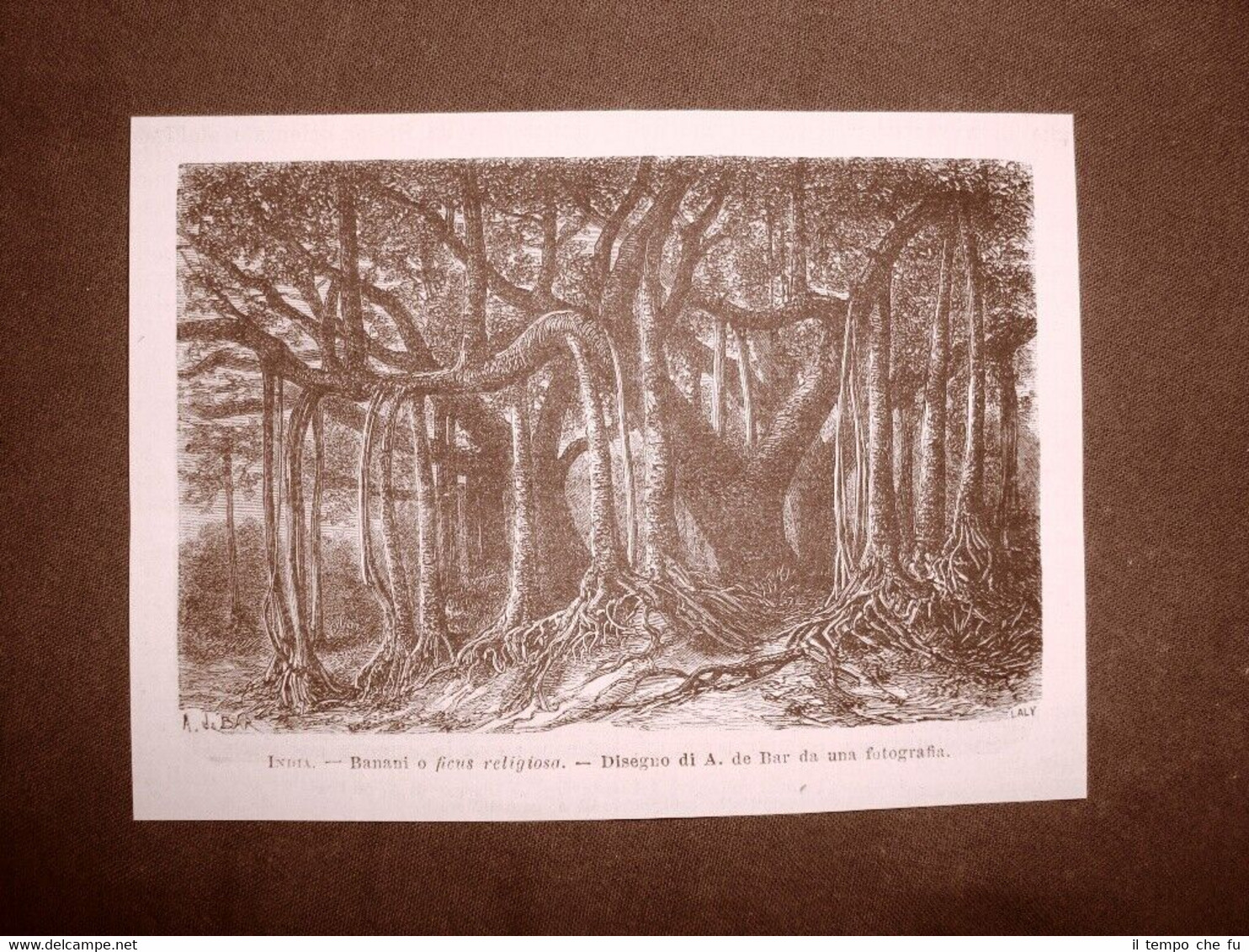 In India nel 1863 Banani o Ficus religiosa Botanica
