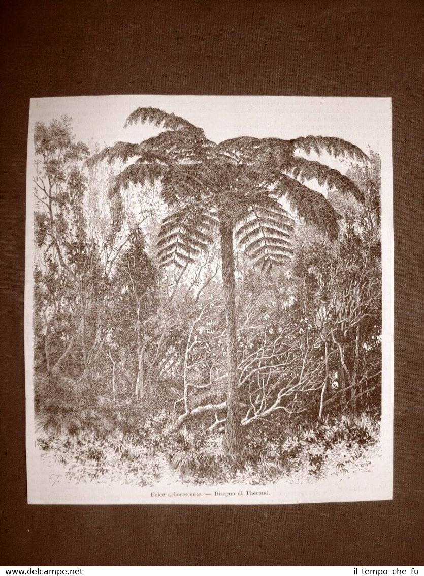 In Madagascar nel 1863 Una felce arborescente
