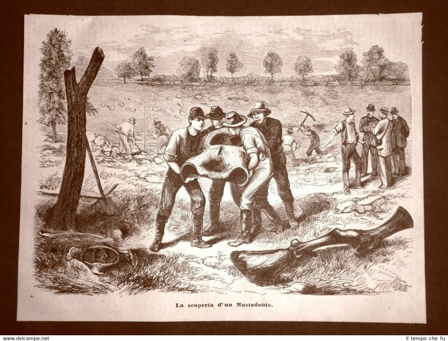 In Nordamerica nel 1879 La scoperta di un mascodonte o …