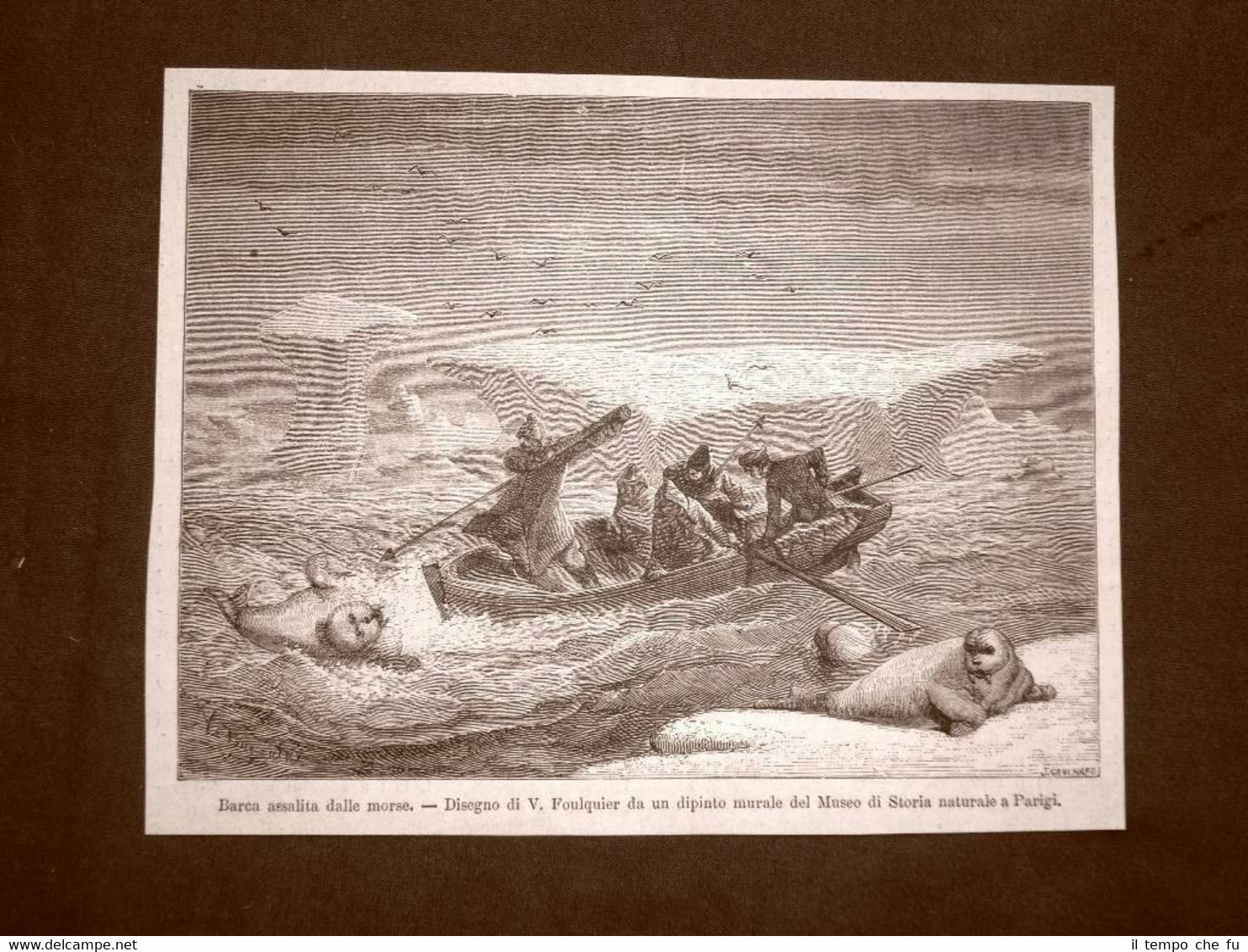 In Norvegia nel 1863 Barca assalita dalle morse