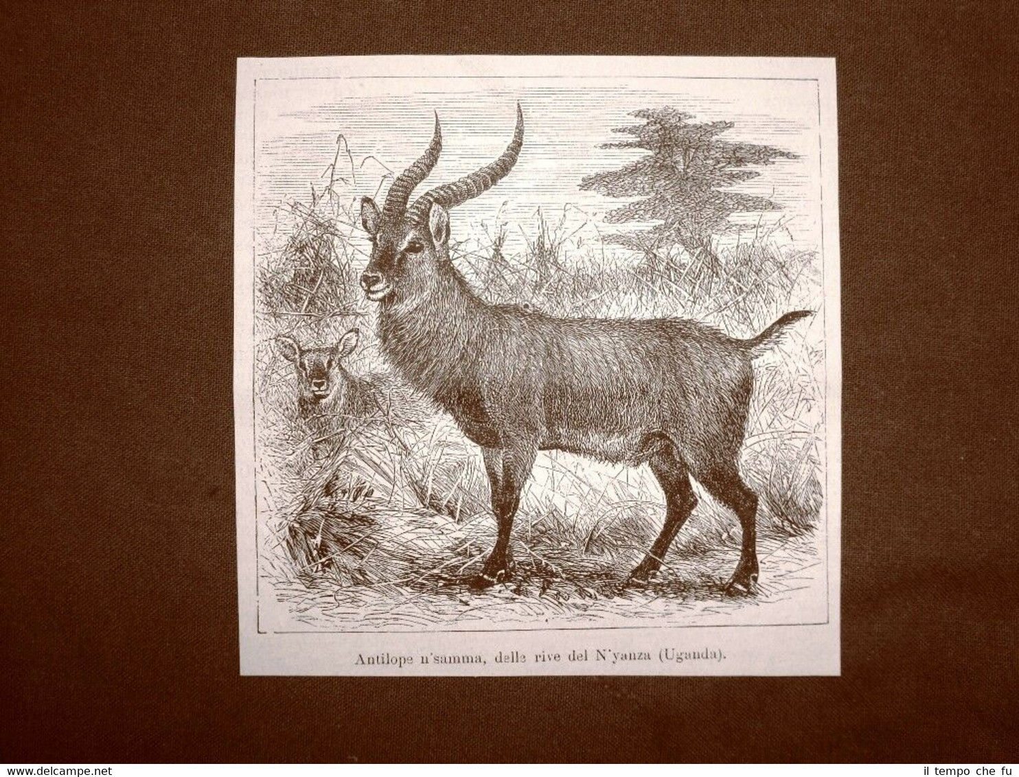 In Uganda nel 1863 Antilope n'samma delle rive del N'yanza …